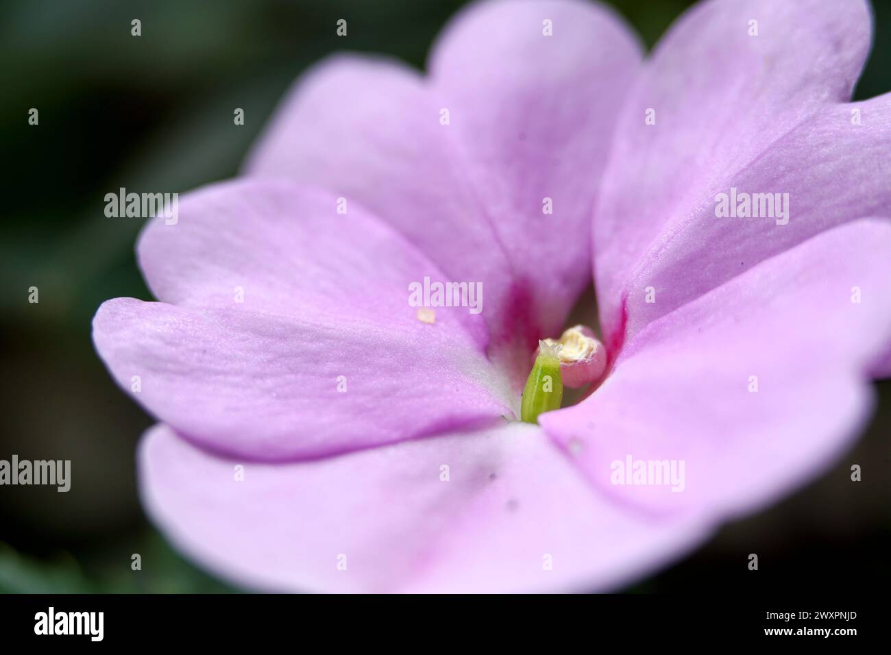 Nahaufnahme einer rosafarbenen Blume mit einem kleinen gelben Mittelpunkt Stockfoto