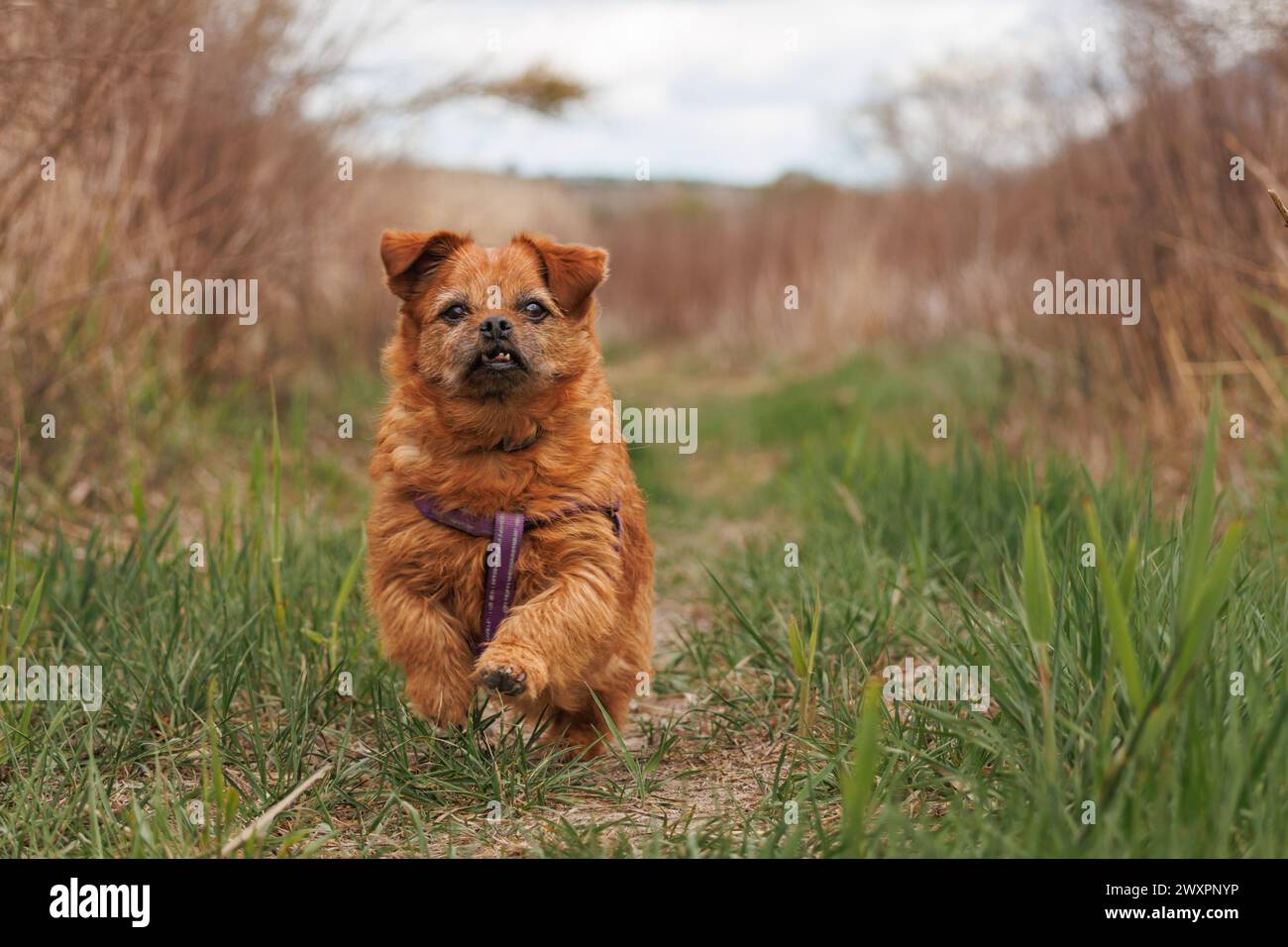 Der Hund Nami, der den Weg in der Natur entlang läuft und die wenigen Zähne zeigt, die sie noch hat, Alcocer de Planes, Spanien Stockfoto