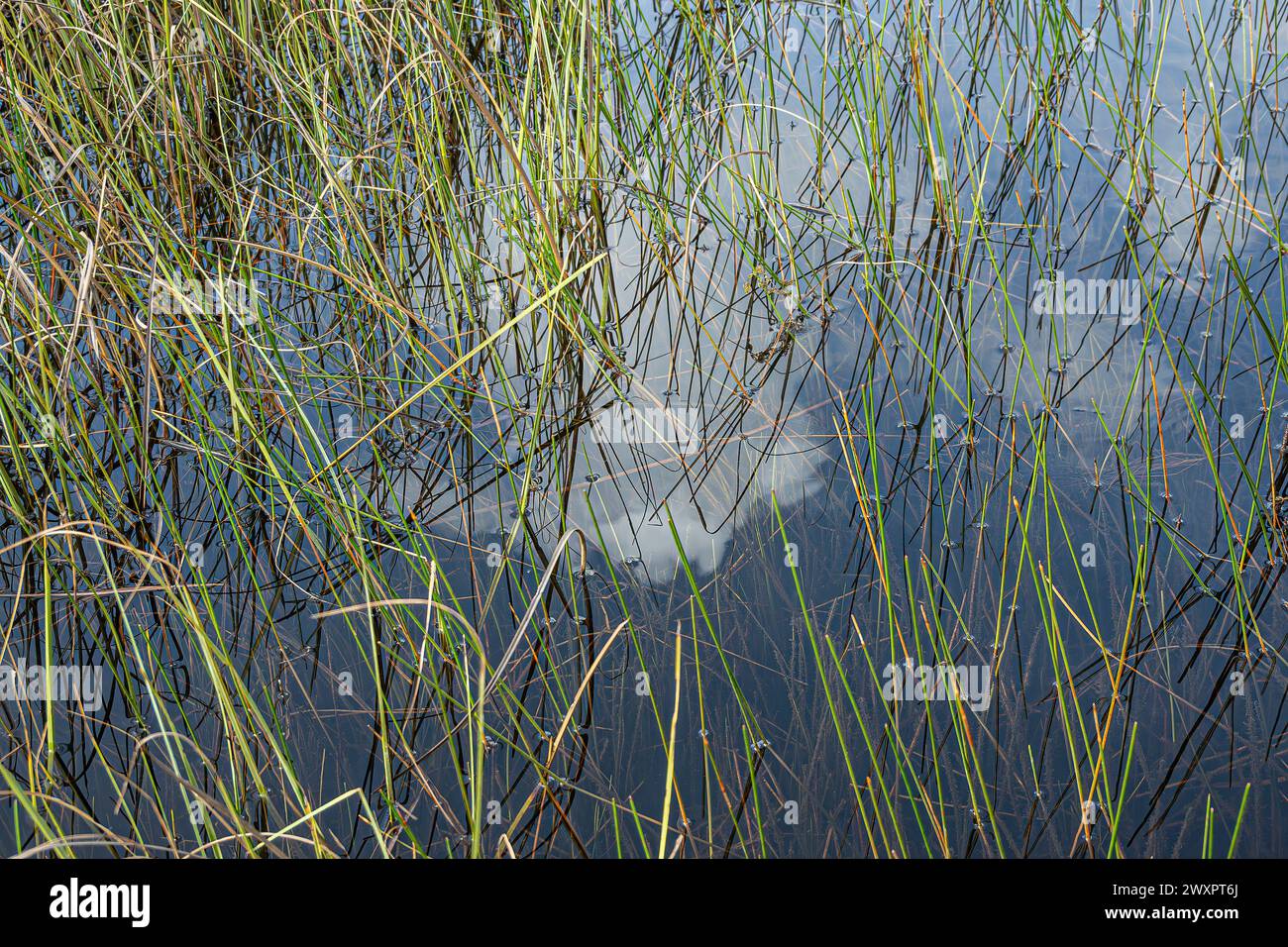 Everglades, Florida, USA - 29. Juli 2023: Nahaufnahme eines Quadratmeters, wo Schilfstiele in die Wasseroberfläche eindringen und von einer kleinen Menge blau-grüner A umgeben sind Stockfoto