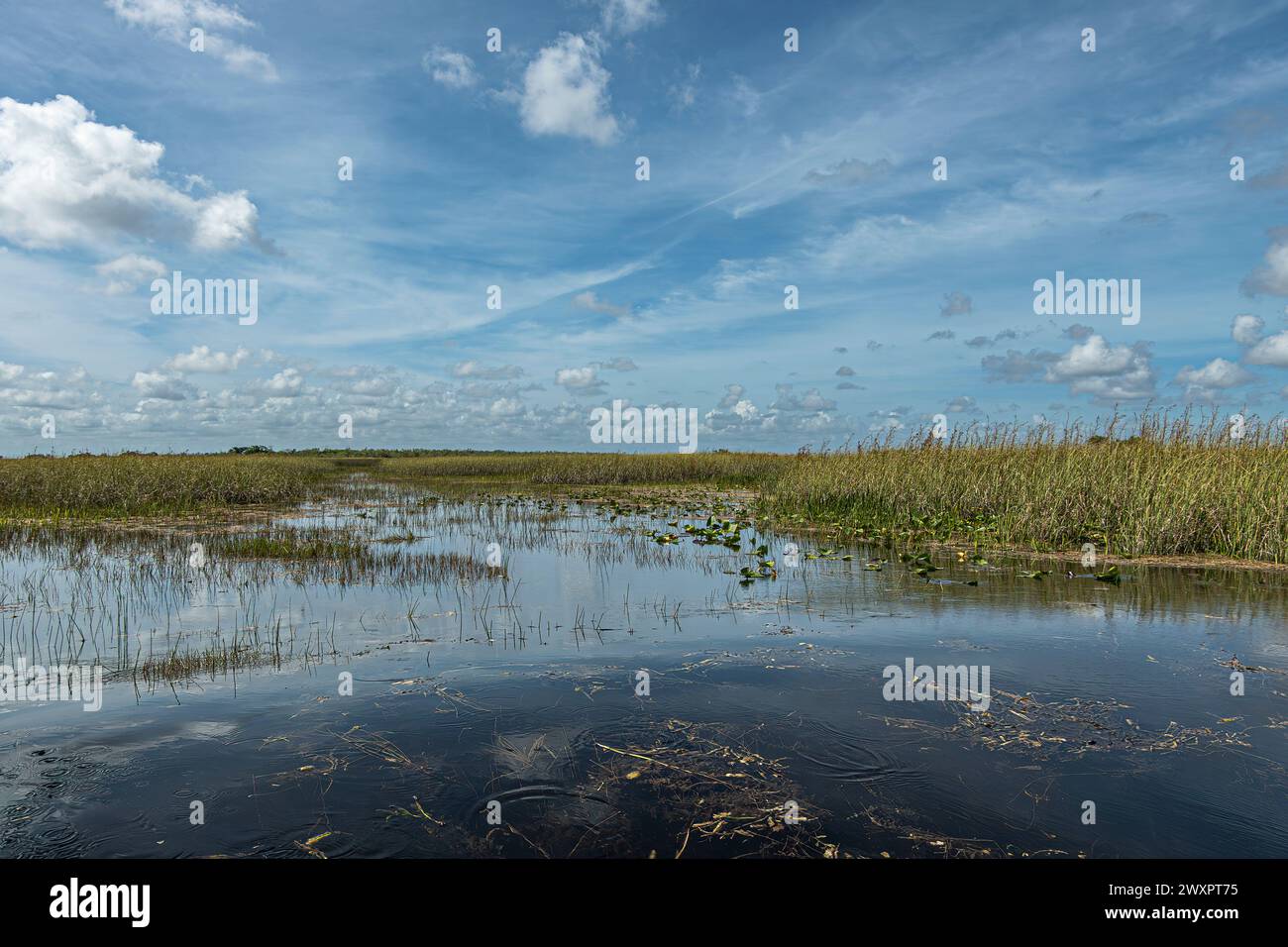 Everglades, Florida, USA - 29. Juli 2023: Weite Sumpflandschaft unter blauer Wolkenlandschaft. Dunkles Wasser und grün-gelber Schilfgürtel Stockfoto