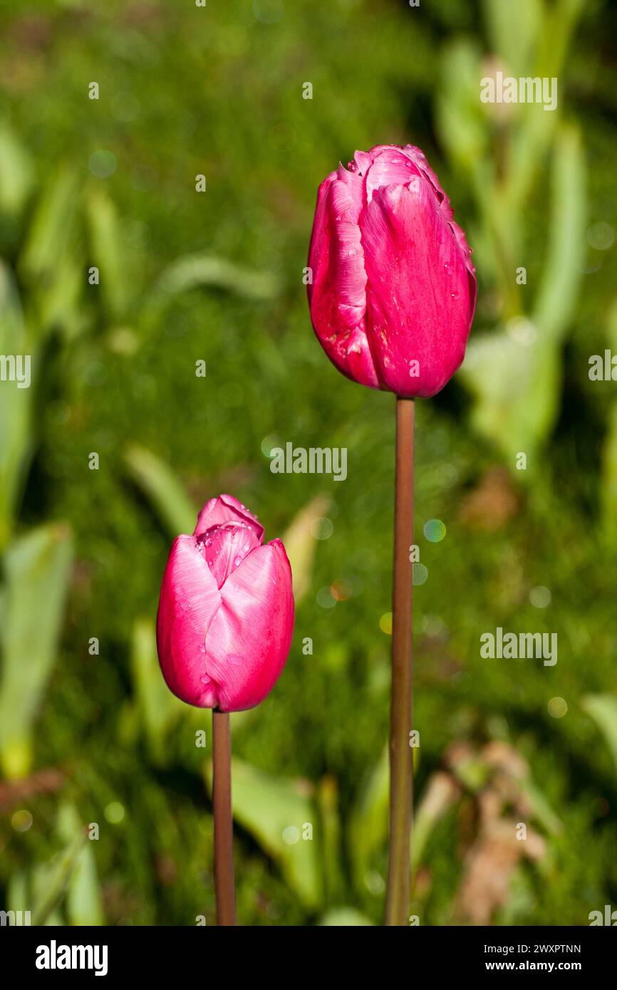 Frühlingsblumen und Baumblüten Stockfoto