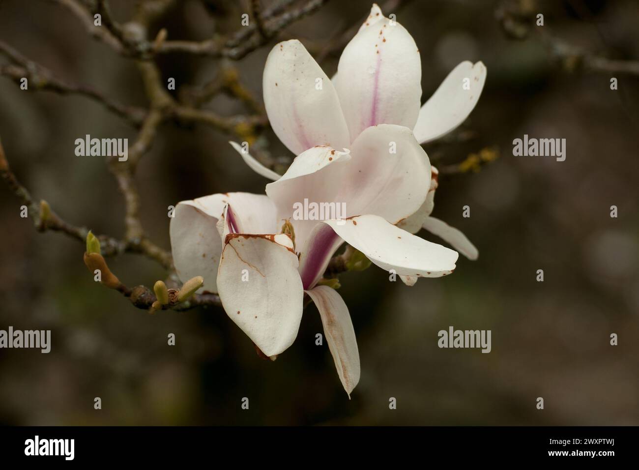 Frühlingsblumen und Baumblüten Stockfoto