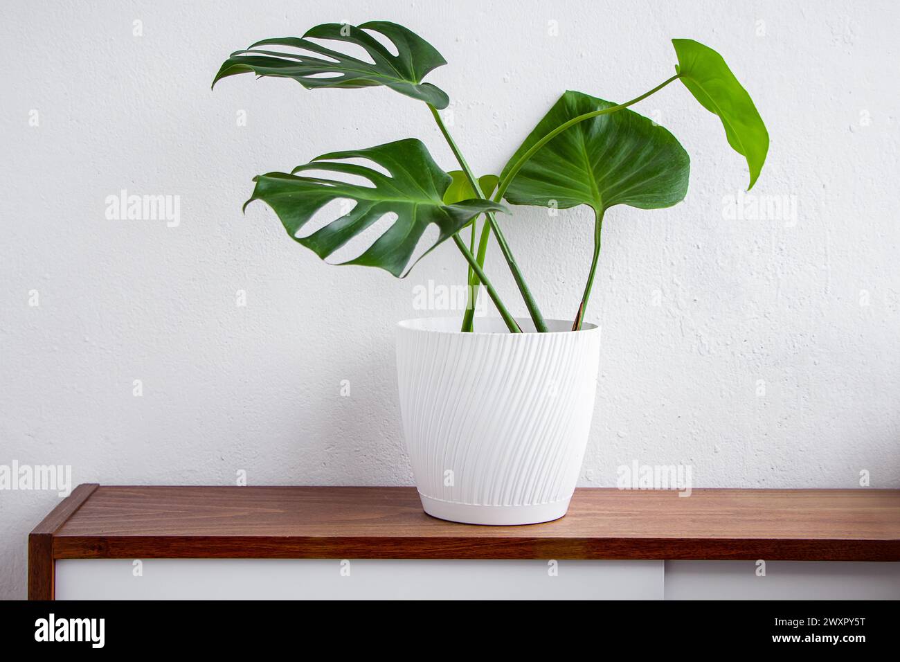 Modische Hauspflanze Monstera im Topf auf weißem Hintergrund. Moderner skandinavischer Stil und Inneneinrichtung. Nachhaltiges Leben. Stockfoto