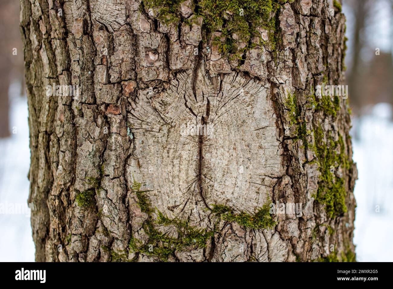Die Struktur der Rinde auf dem Baum ähnelt dem Auge, Pareidolia ...