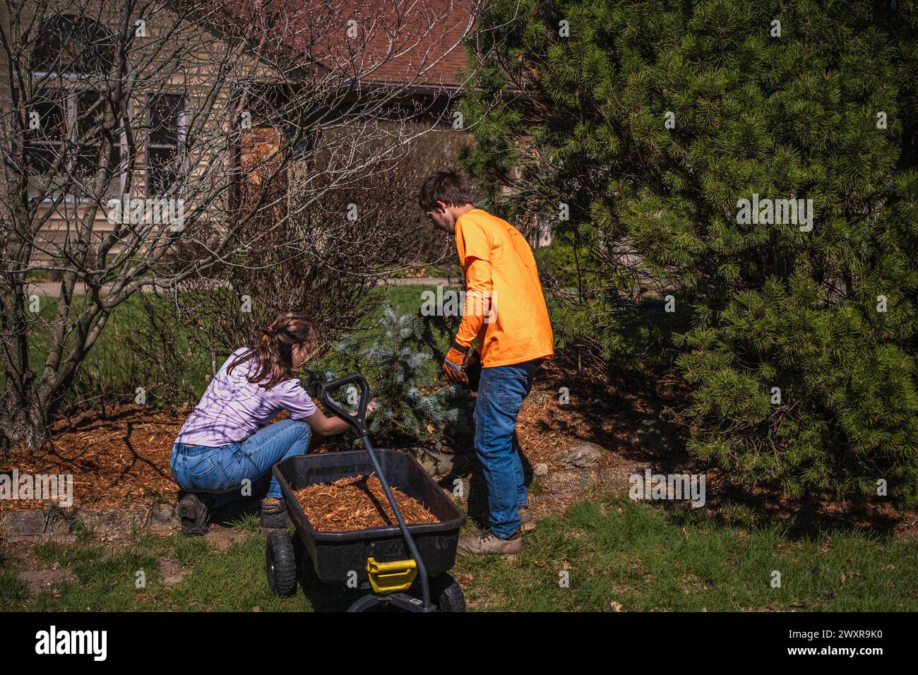 Junger Mann und Frau, die im Frühjahr im Mittleren Westen Blumenbeete im Vorgarten mulchen; Wagen mit Mulch neben ihnen Stockfoto