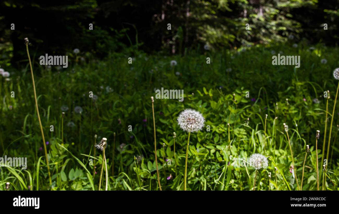 Löwenzahn wächst im Sommerwald Stockfoto