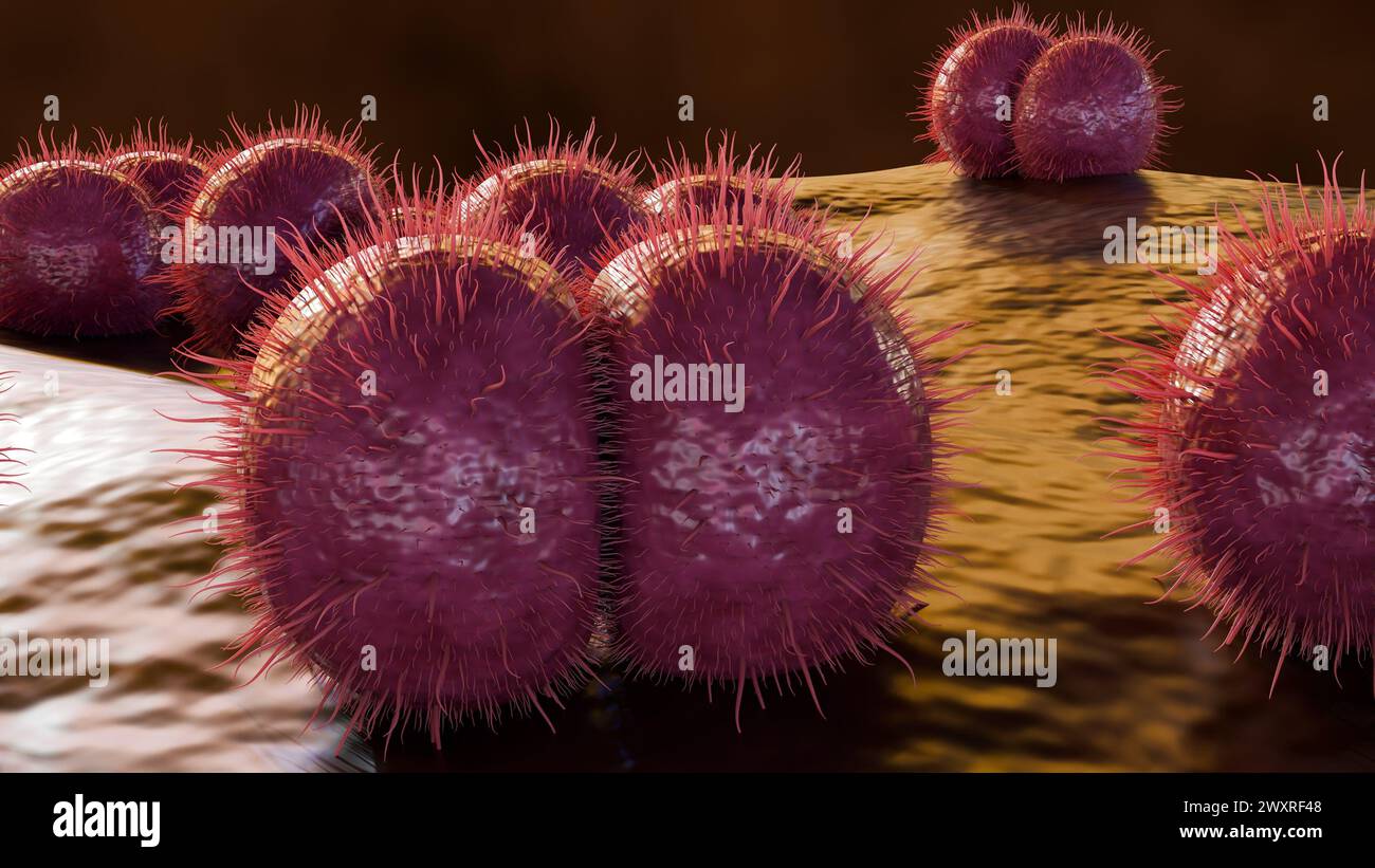 Die 3D-Rendering von Neisseria meningitidis, auch als Meningokokken bekannt, ist ein Bakterium, das Meningokokken-Erkrankungen verursacht Stockfoto