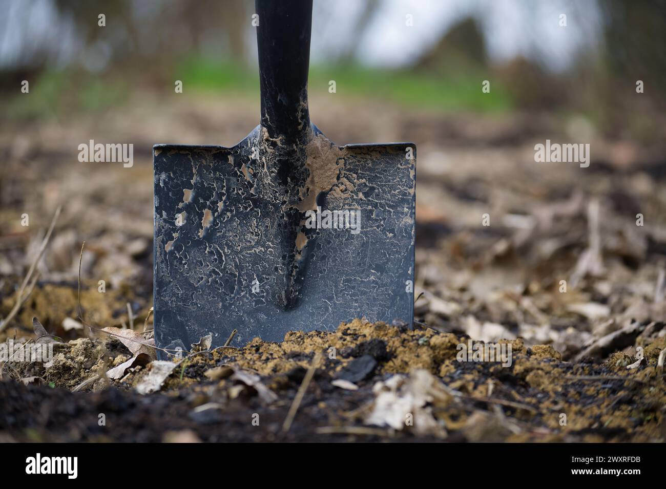 Nahaufnahme einer Schaufel mit einem schwarzen Griff, der im Boden feststeckt, mit Schmutz und Schlamm auf der Klinge, umliegenden Boden bedeckt mit Schlamm und gefallenen Blättern Stockfoto