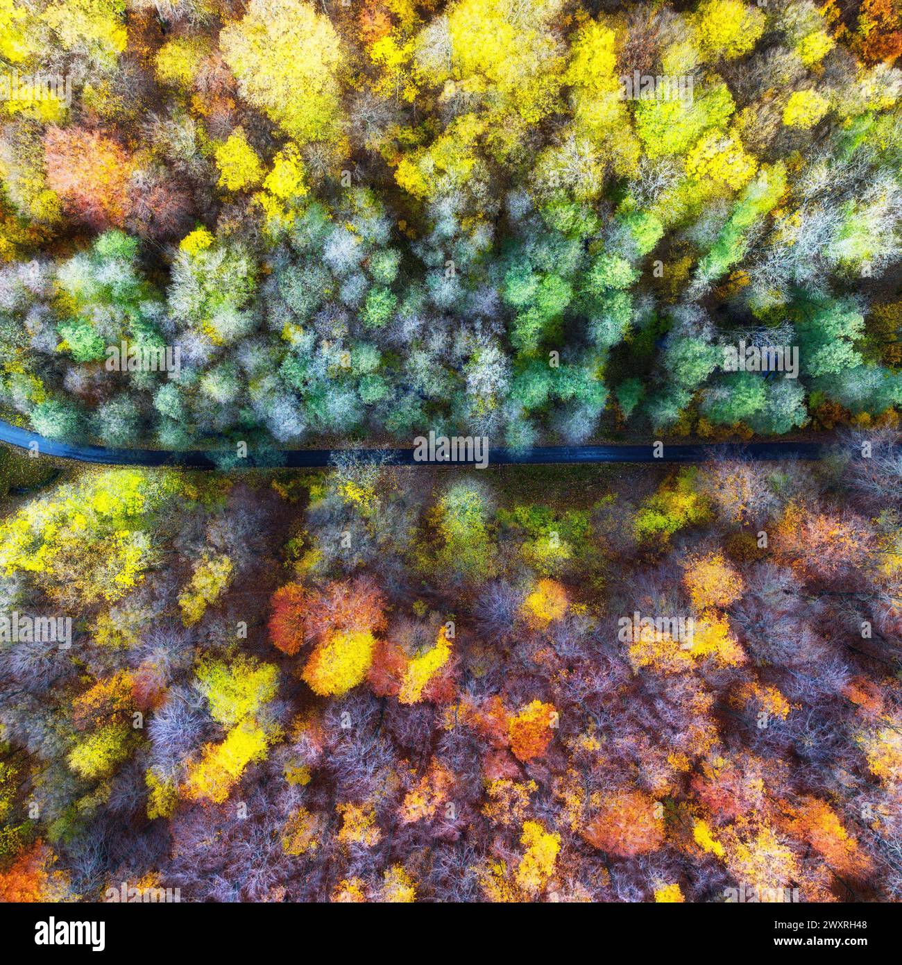 Luftdrohnen-Blick über die wunderschöne Herbstwaldlandschaft. Bunte Bäume im Wald. Stockfoto