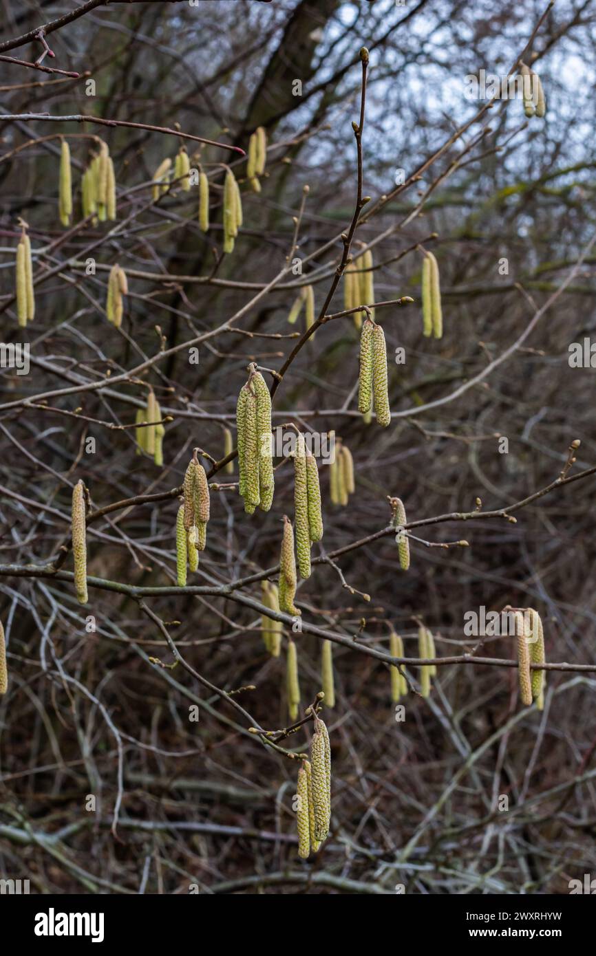 Gemeine Hasel Corylus avellana, im Frühling blüht im Wald. Stockfoto