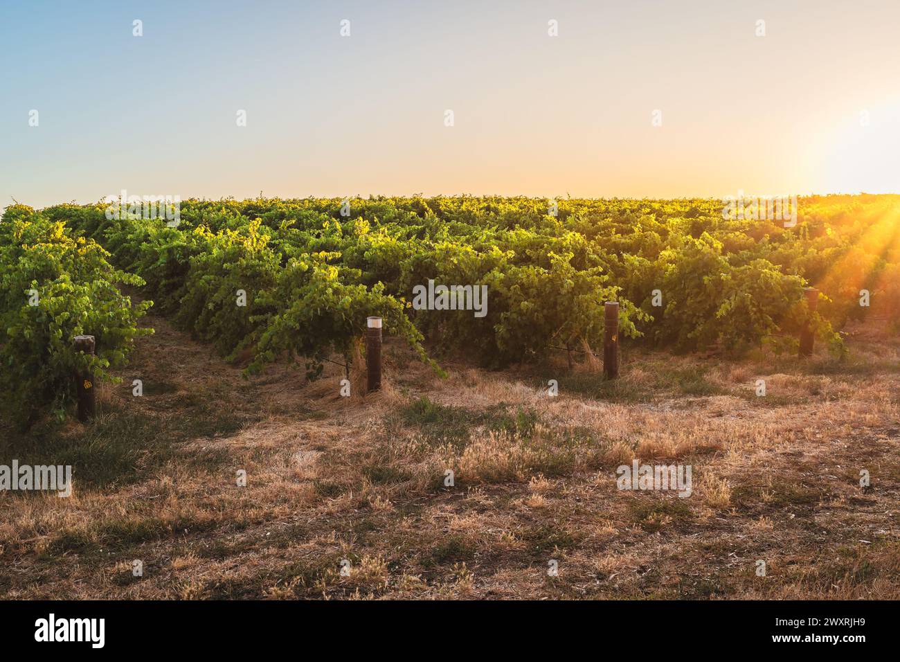 Malerische Barossa Valley Weinberge bei Sonnenuntergang von der Straße aus gesehen während der Weintour. Barossa Valley ist eine der bekanntesten Weinregionen Australiens Stockfoto