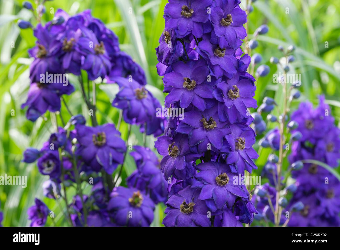 Delphinium Black Knight, Turmspitzen aus halb-doppelten, tiefvioletten Blüten, schwarze Augen Stockfoto