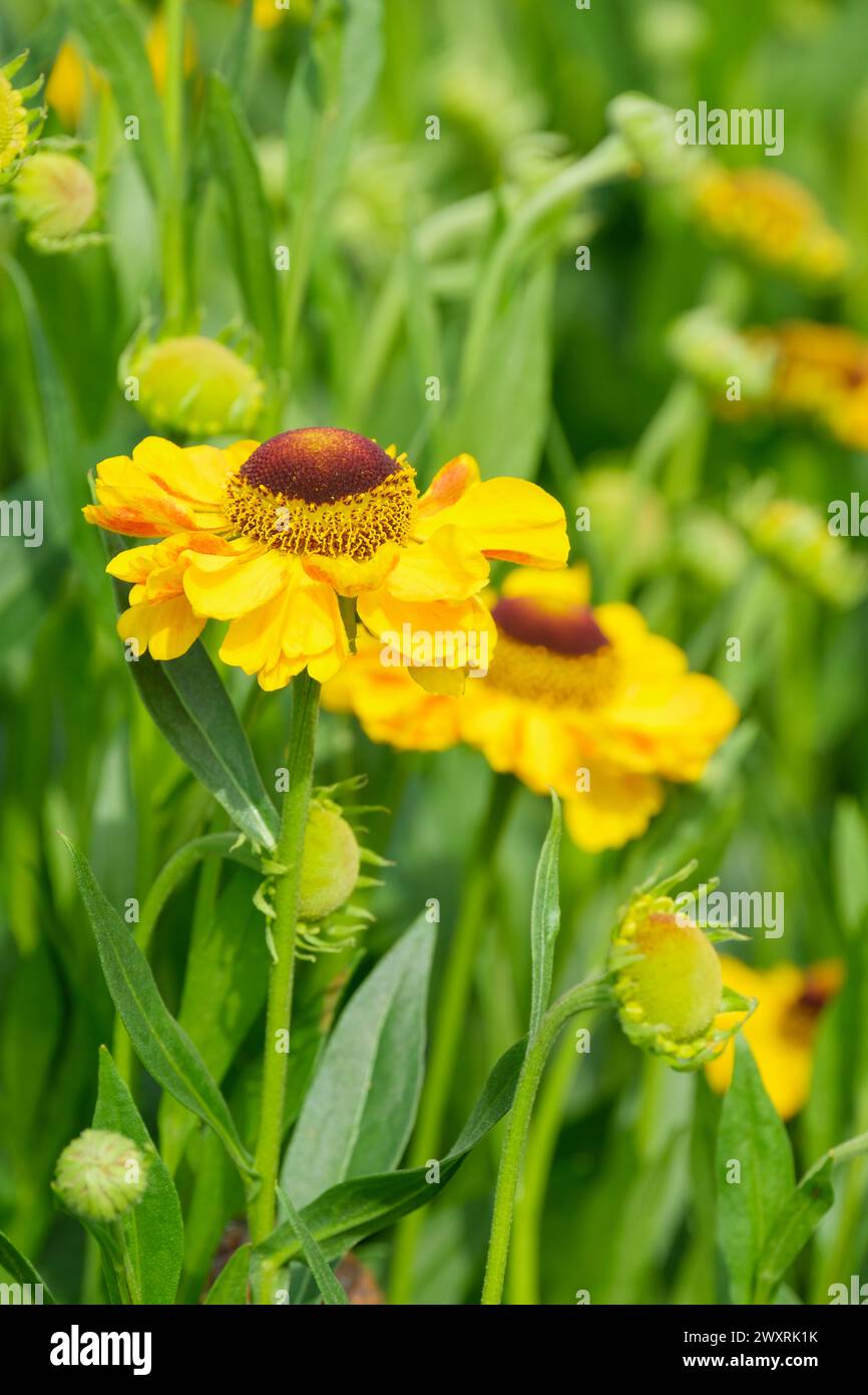 Helenium El Dorado, Niesweed El Dorado, Gänseblümchen-ähnliche gelbe Blüten mit roten Akzenten, braune Mitte Stockfoto