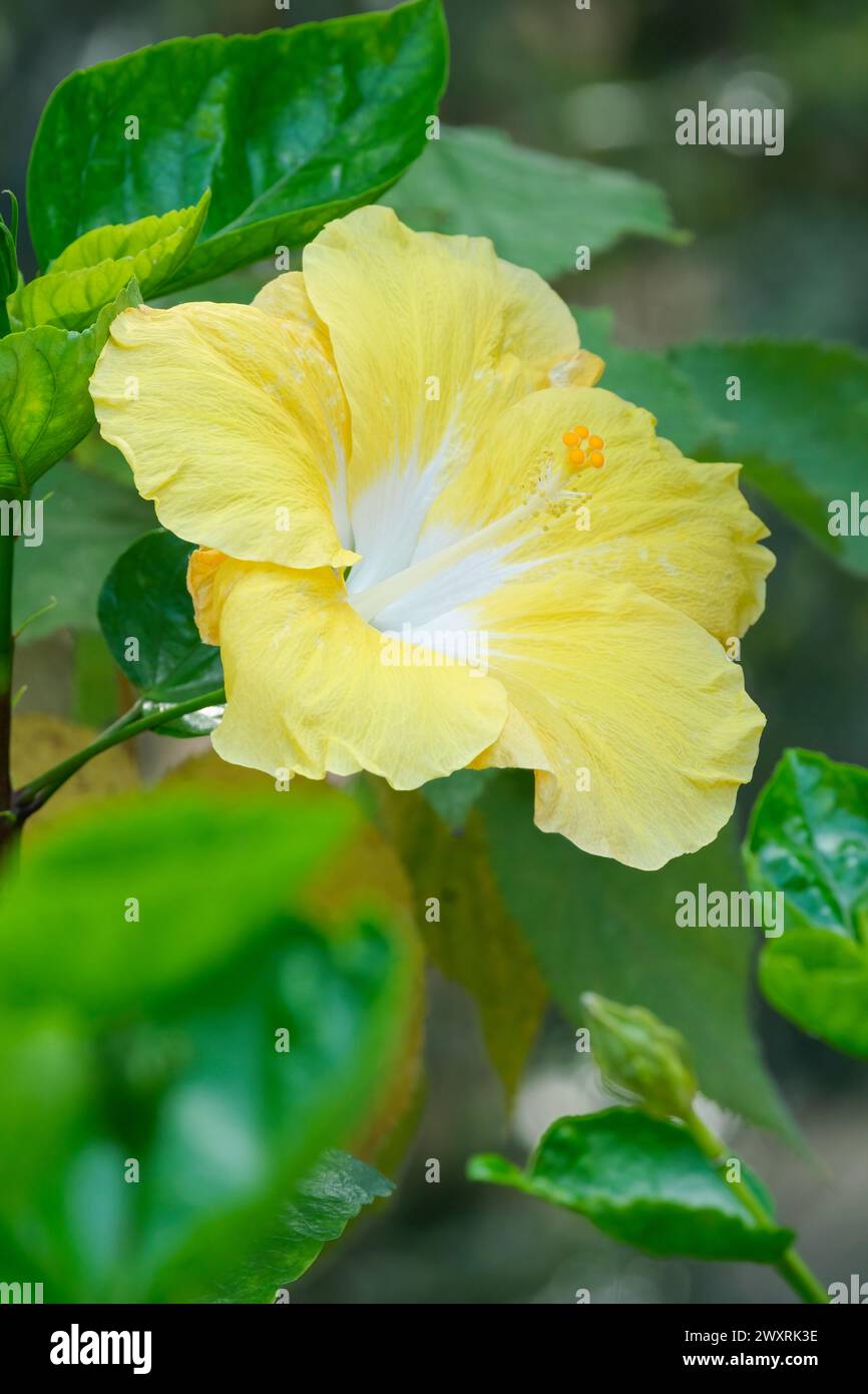 Hibiscus Dev, gelbe trompetenartige Blume mit weißem Hals Stockfoto