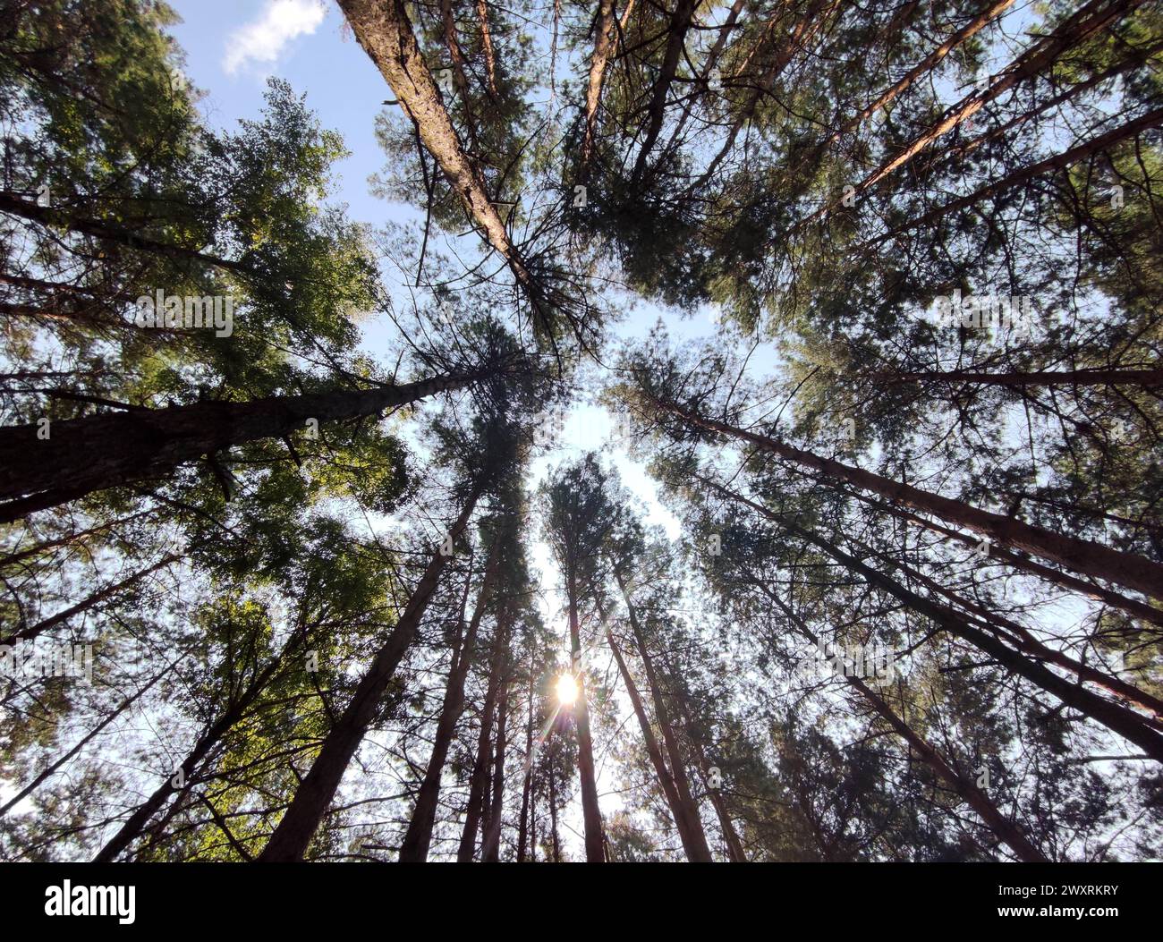 Grüner Sommerwald Hintergrund. Hohe Bäume perspektivische Sicht vom Boden Stockfoto