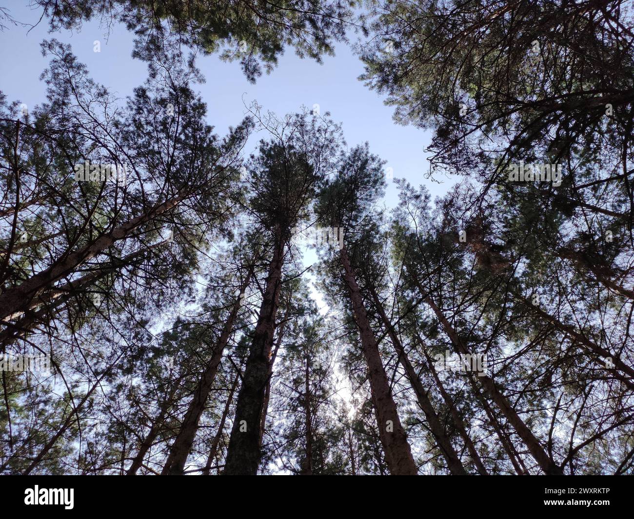 Grüner Sommerwald Hintergrund. Hohe Bäume perspektivische Sicht vom Boden Stockfoto