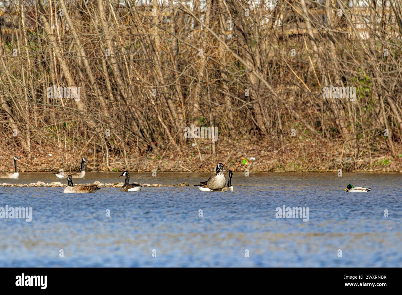 Enten schwimmen in einem Teich in einem Wald Stockfoto