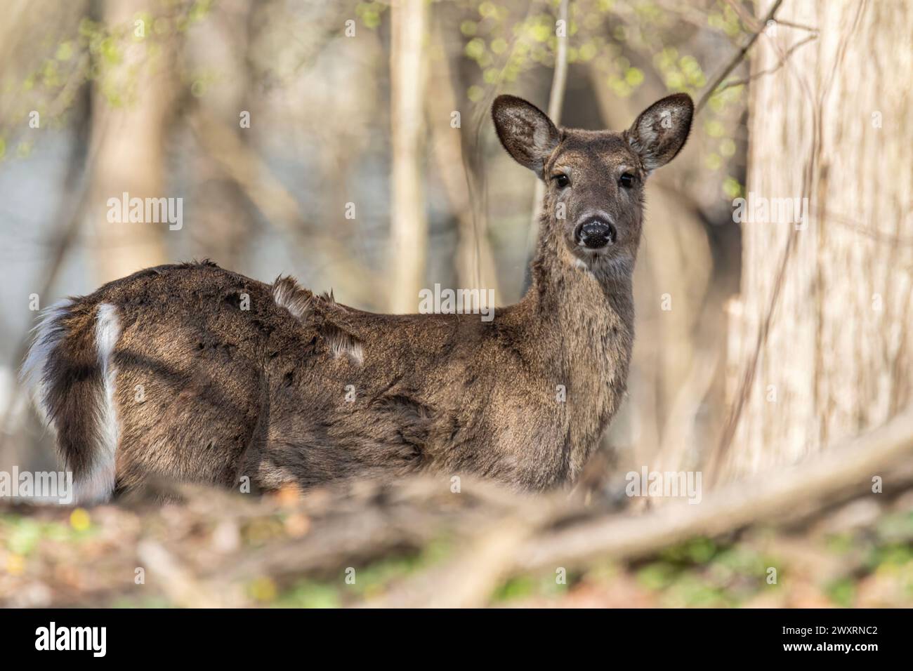 Ein Hirsch im Wald. Stockfoto