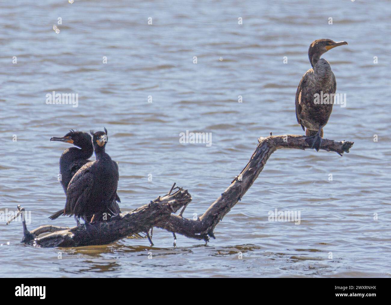 Die drei Vögel standen auf einem Ast über dem Wasser. Stockfoto