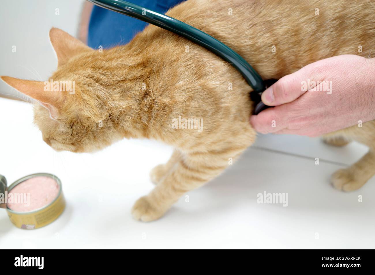 Eine braune Katze bei einem Tierarzt auf einem weißen Tisch Stockfoto