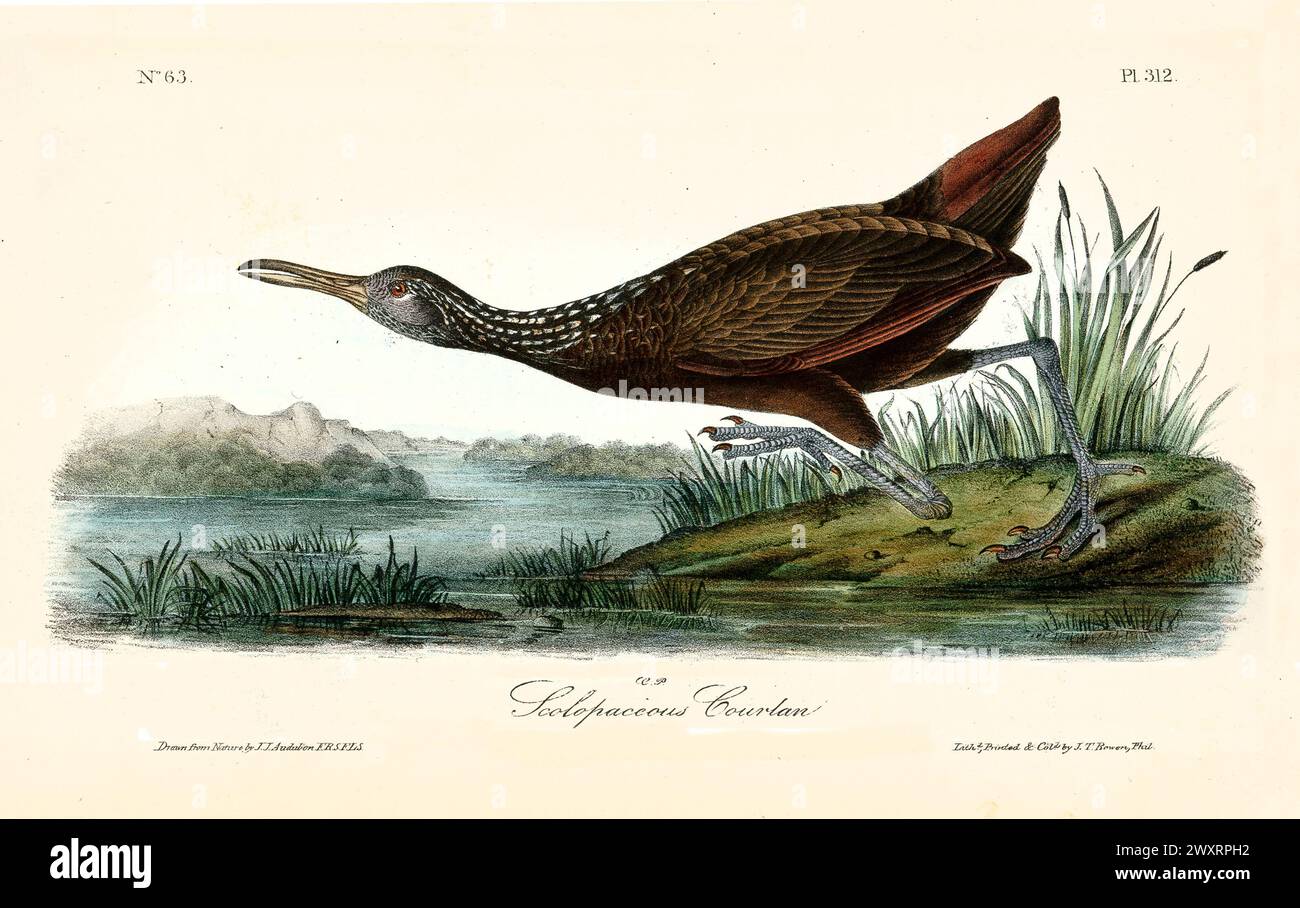 Schroffes Courlan spazieren entlang der grasbewachsenen Feuchtlandküste mit gepunktetem Hals und langen Zehen. Von J.J. Audubon: Birds of America, 1840 Stockfoto