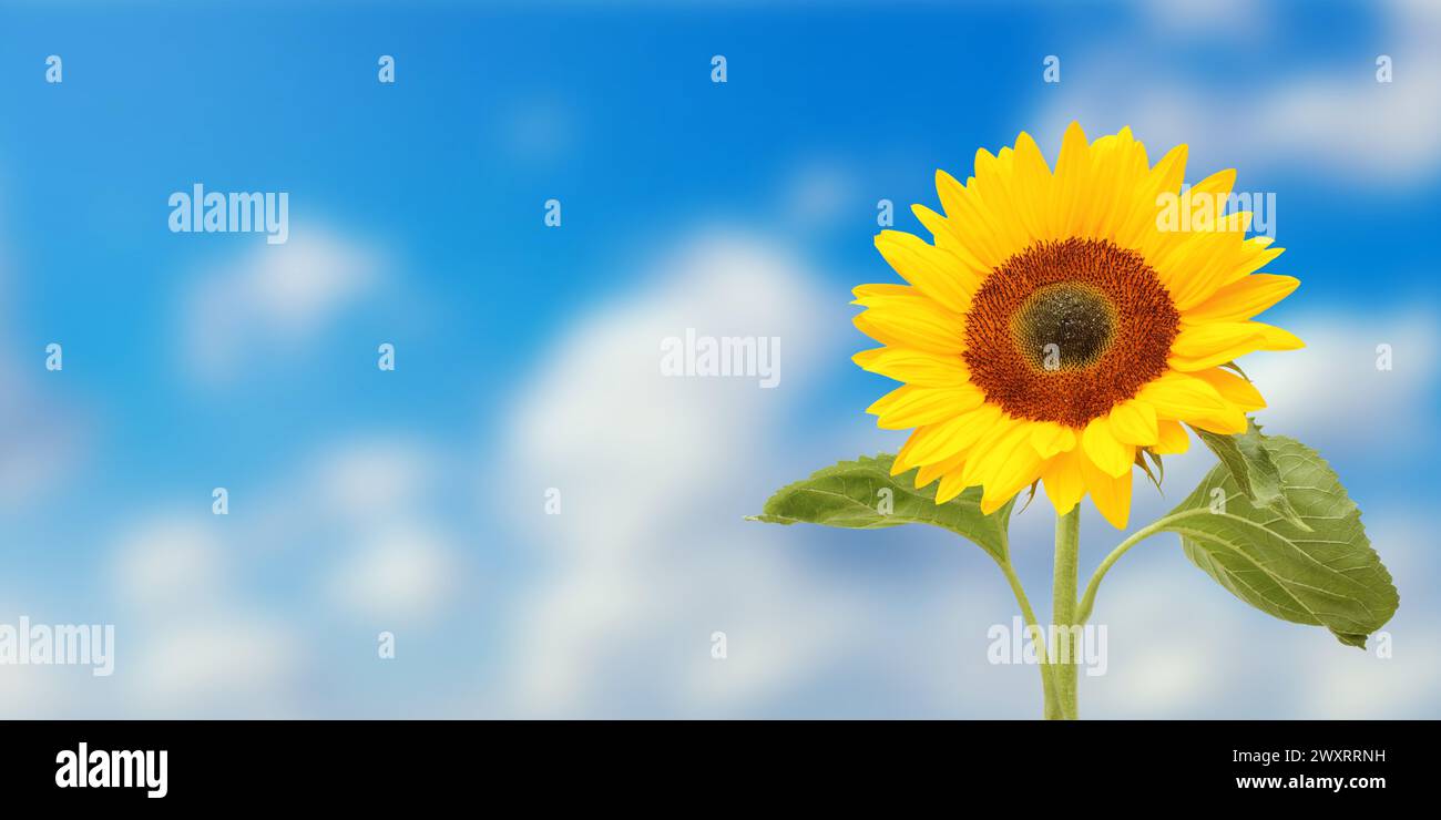 Romantische, wunderbare Sonnenblume unter blauem Himmel, Panoramaformat mit Kopierraum. Stockfoto
