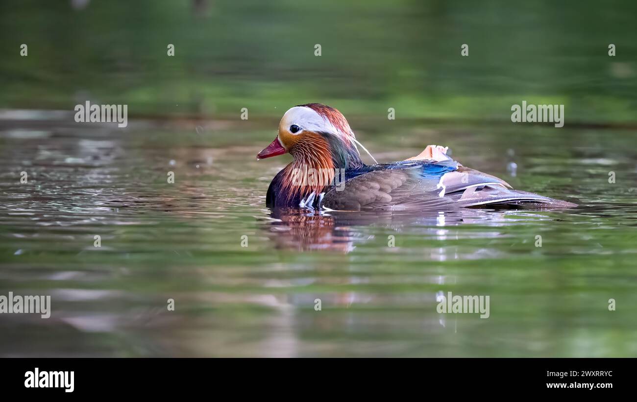 Eine Mandarinente schwimmt auf einem Fluss, umgeben von lebhaftem Grün. Stockfoto