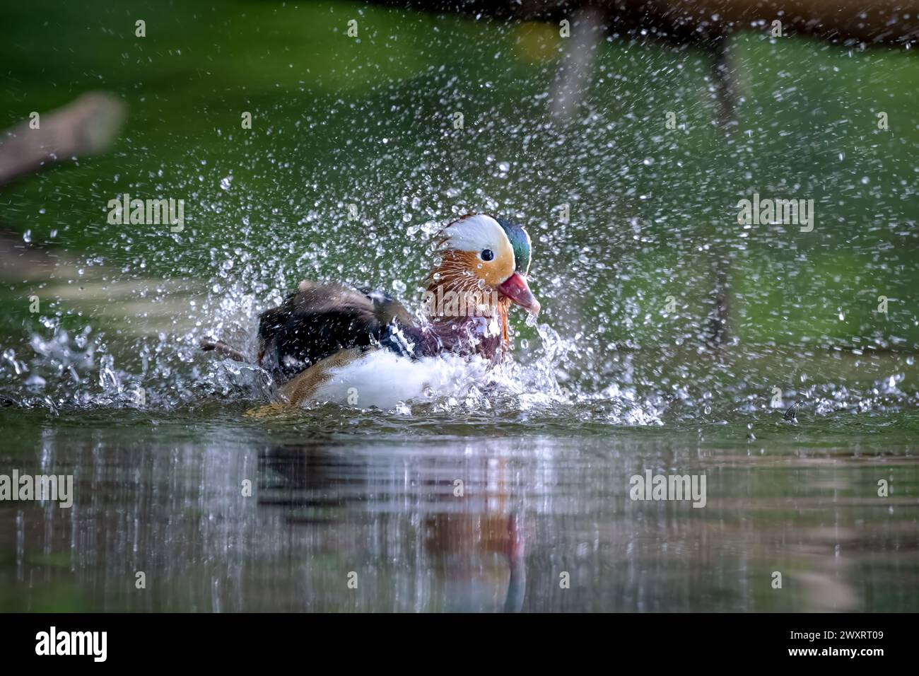 Eine Mandarinente schwimmt auf einem Fluss, umgeben von lebhaftem Grün. Stockfoto