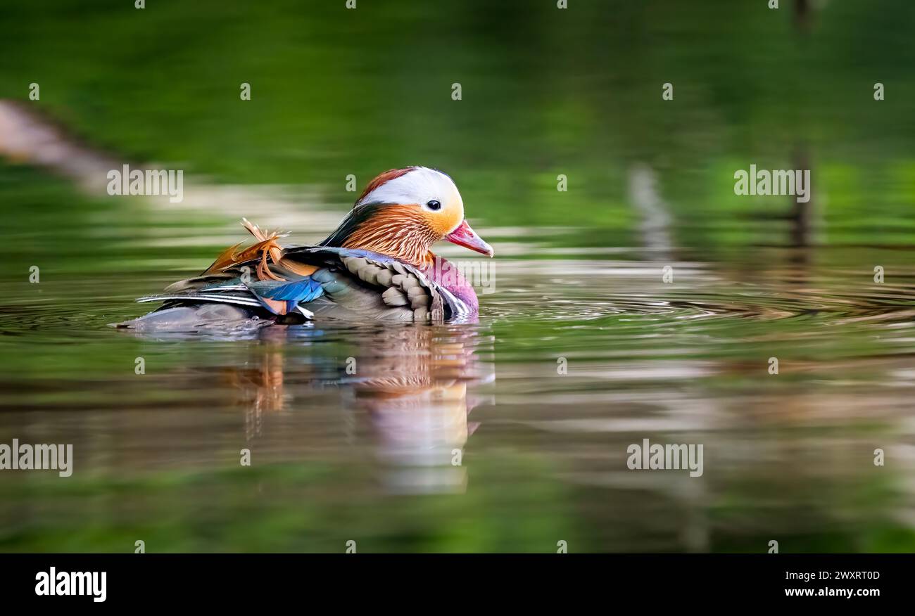 Eine Mandarinente schwimmt auf einem Fluss, umgeben von lebhaftem Grün. Stockfoto