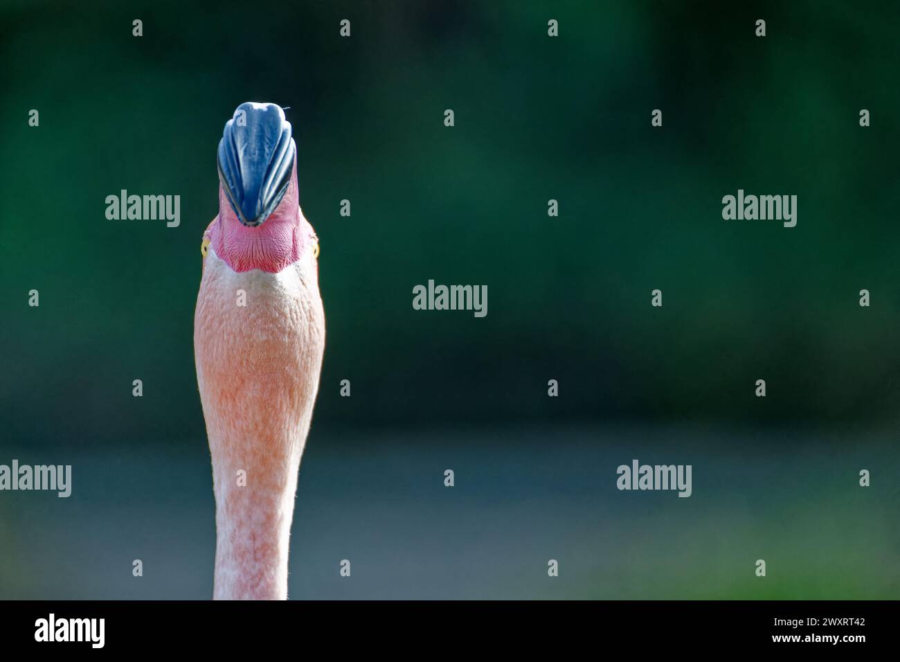 Eine selektive Fokusaufnahme eines Flamingos mit langem Hals, der in den Himmel blickt Stockfoto