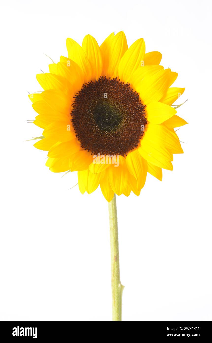 Eine gelbe Sonnenblume auf weißem Hintergrund - isoliert. Stockfoto