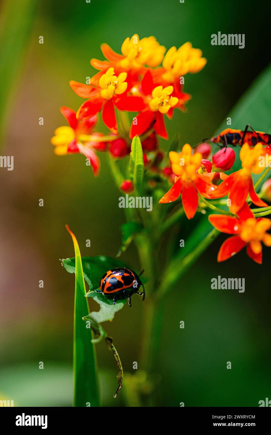 Ein Käfer erkundet die Blütenblätter einer atemberaubenden Blume. Stockfoto