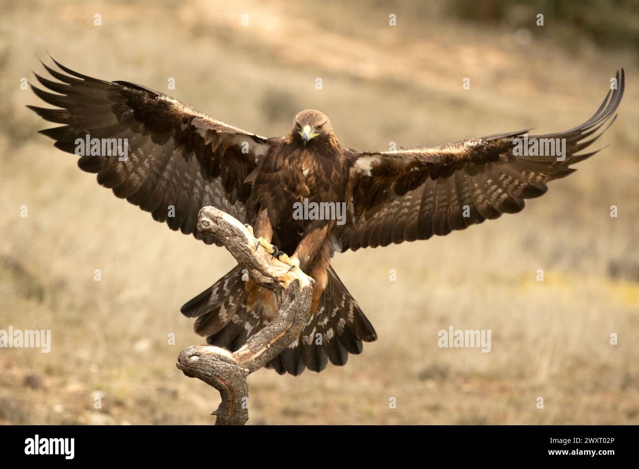 Erwachsener männlicher Goldenadler hockt in einem mediterranen Kiefern- und Eichenwald beim ersten Licht an einem kalten Wintertag Stockfoto