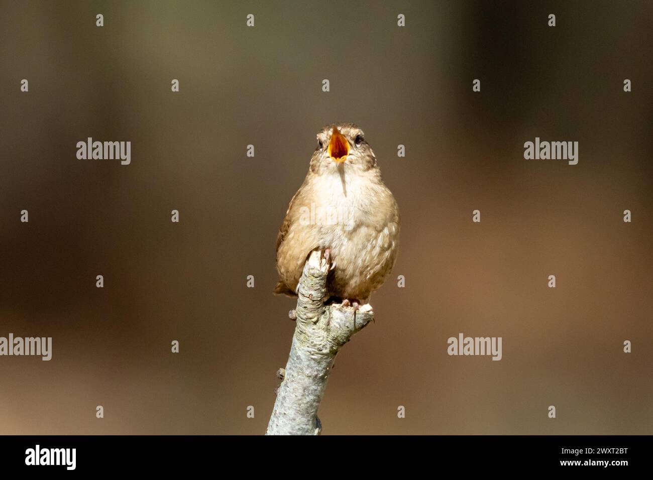 Ein Wren Vogel, Troglodytes troglodytes, singt in der Frühlingssonne, während er auf einem Stock in Sussex, Großbritannien, hockt Stockfoto