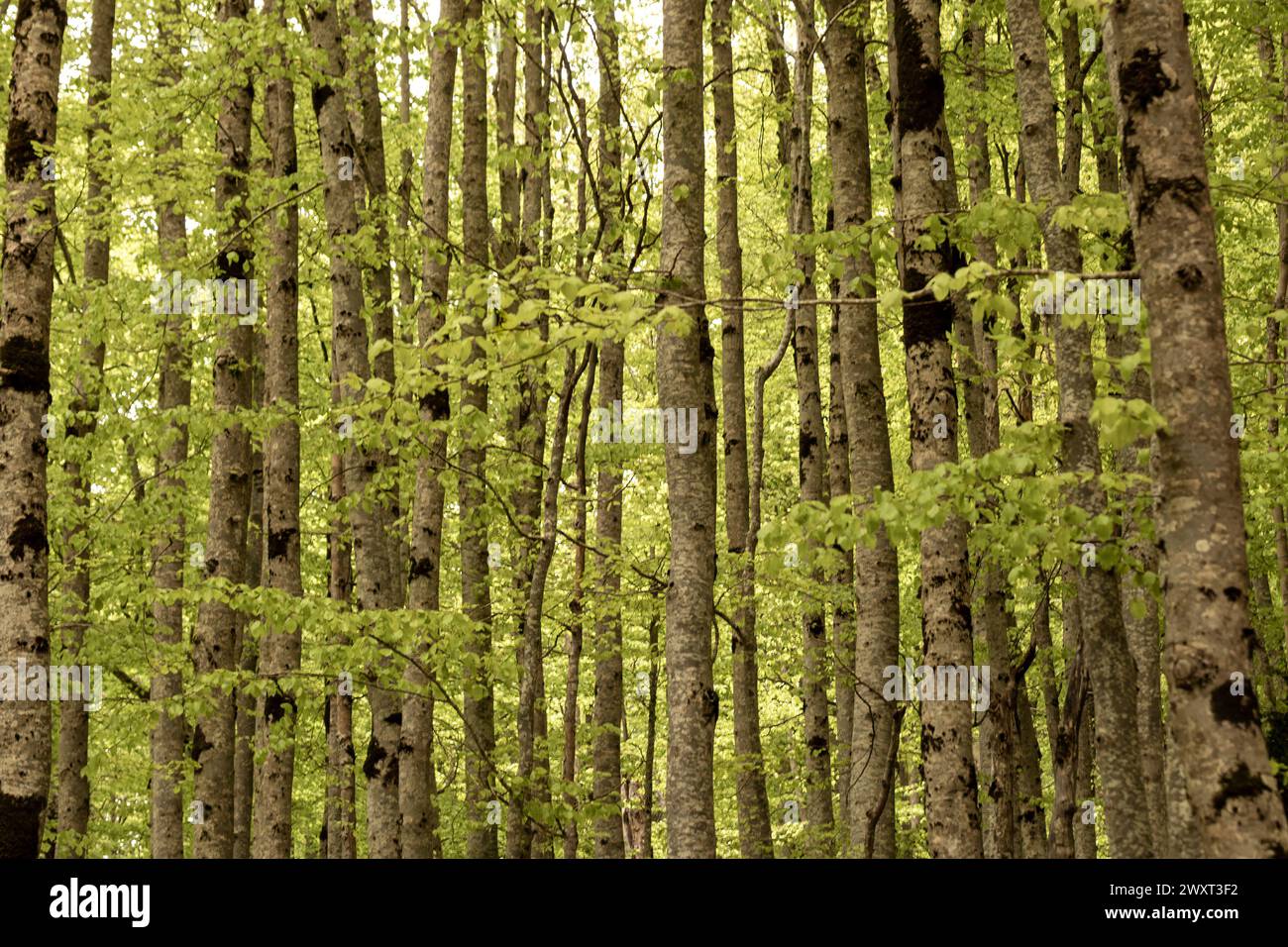 Dichter Wald mit hohen, dünnen Bäumen, deren Stämme mit Moos bedeckt sind, umgeben von leuchtend grünem Laub Stockfoto