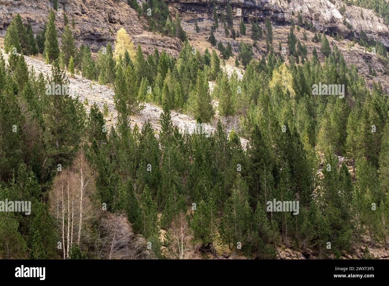 Der dichte Wald mit grünen Bäumen vor der rauen Bergkulisse zeigt die unberührte Schönheit und Widerstandsfähigkeit der Natur Stockfoto