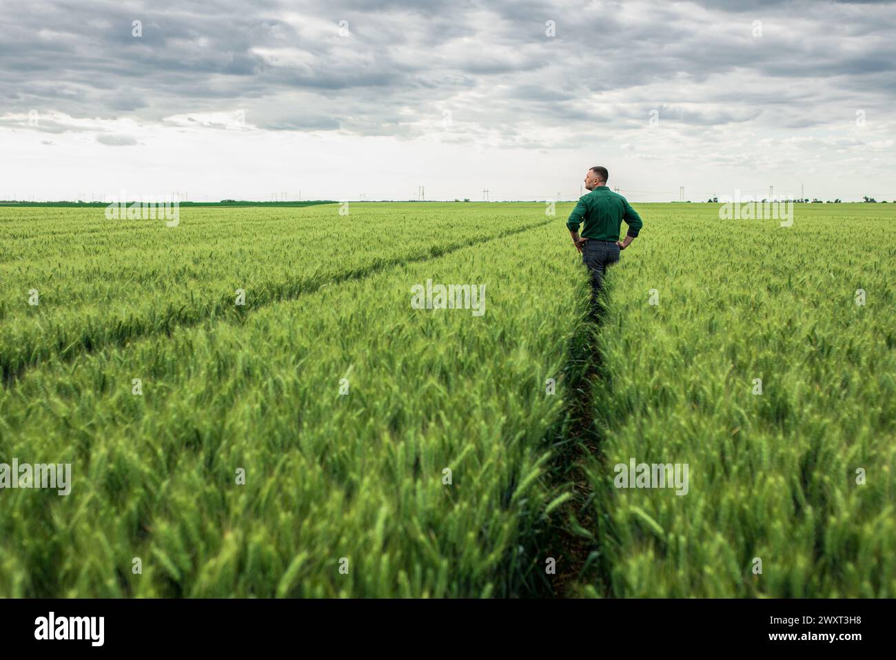 Rückansicht des Landwirts, der auf Weizenfeld steht. Stockfoto