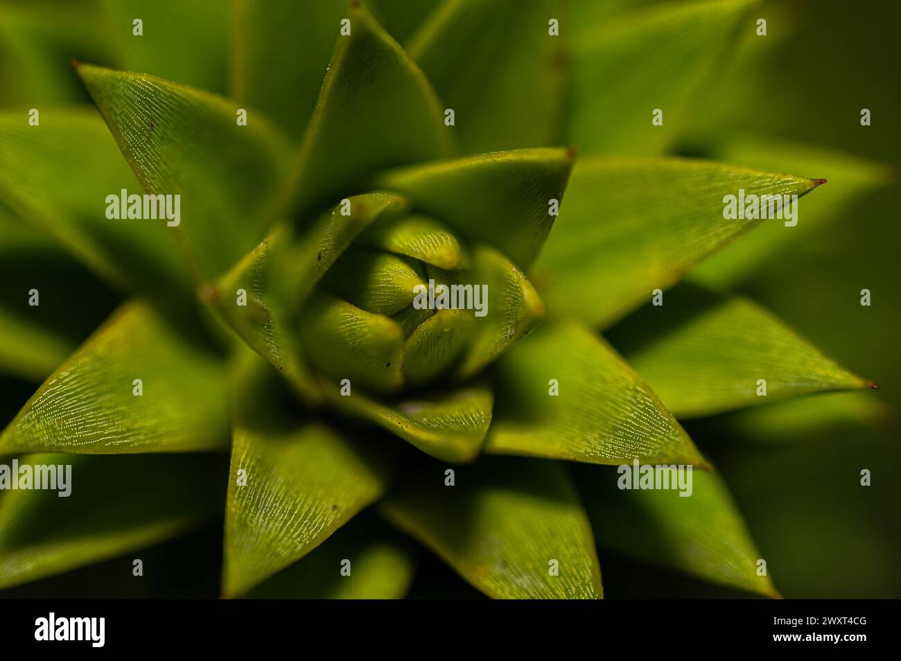 Affen-Puzzle-Baum Araucaria araucana Makro Stockfoto