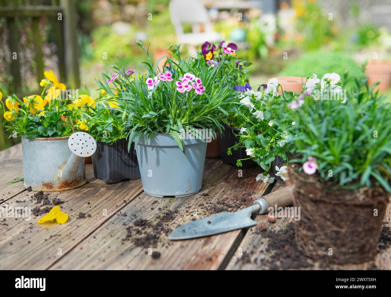 viola und Nelkenpflanzen für Topf mit einer Schaufel und Schmutz auf Holztisch auf Gartenhintergrund Stockfoto