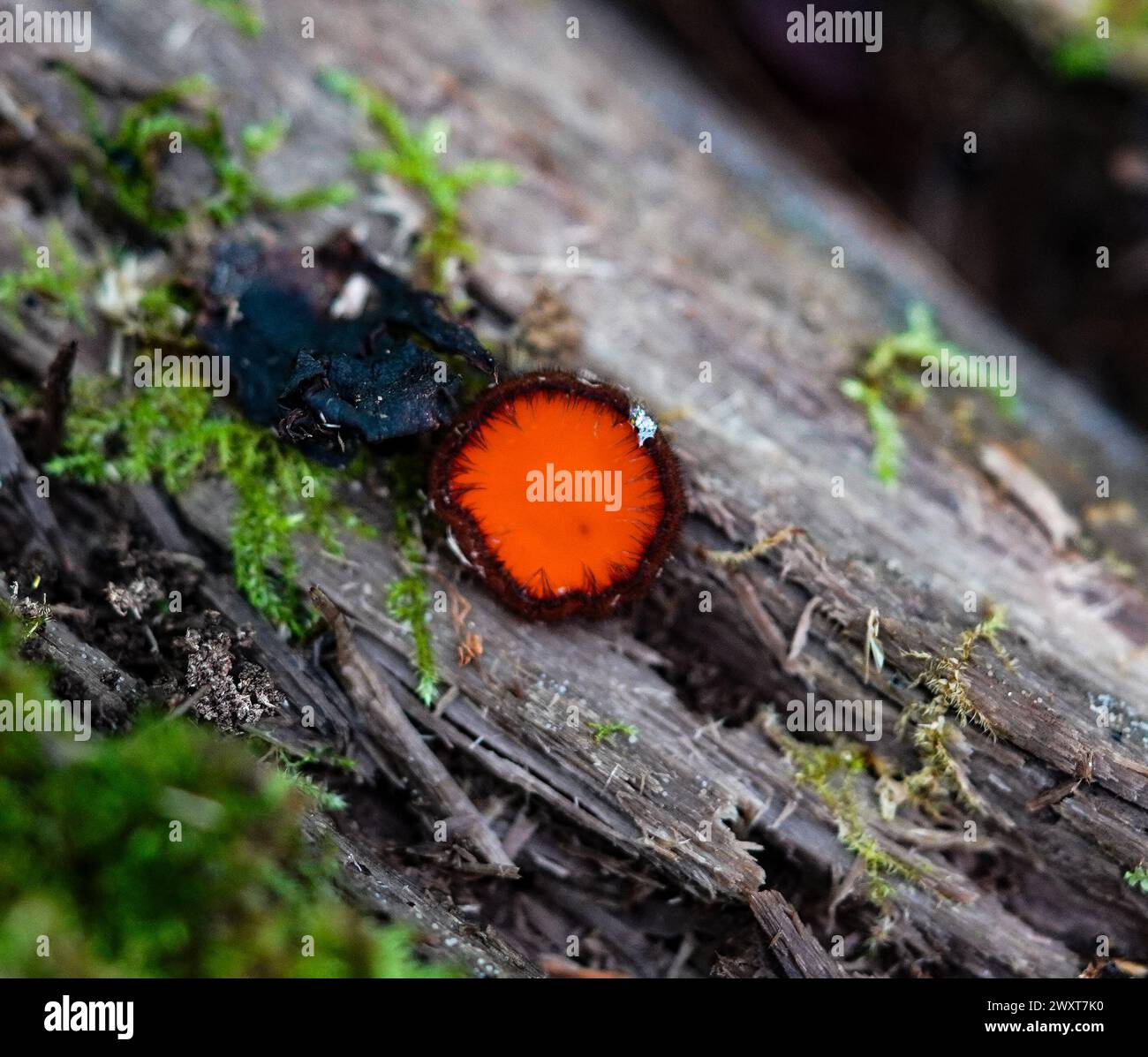 Ein roter Wimpernbecher Pilz auf einem gefallenen Baumstamm im Wald Stockfoto