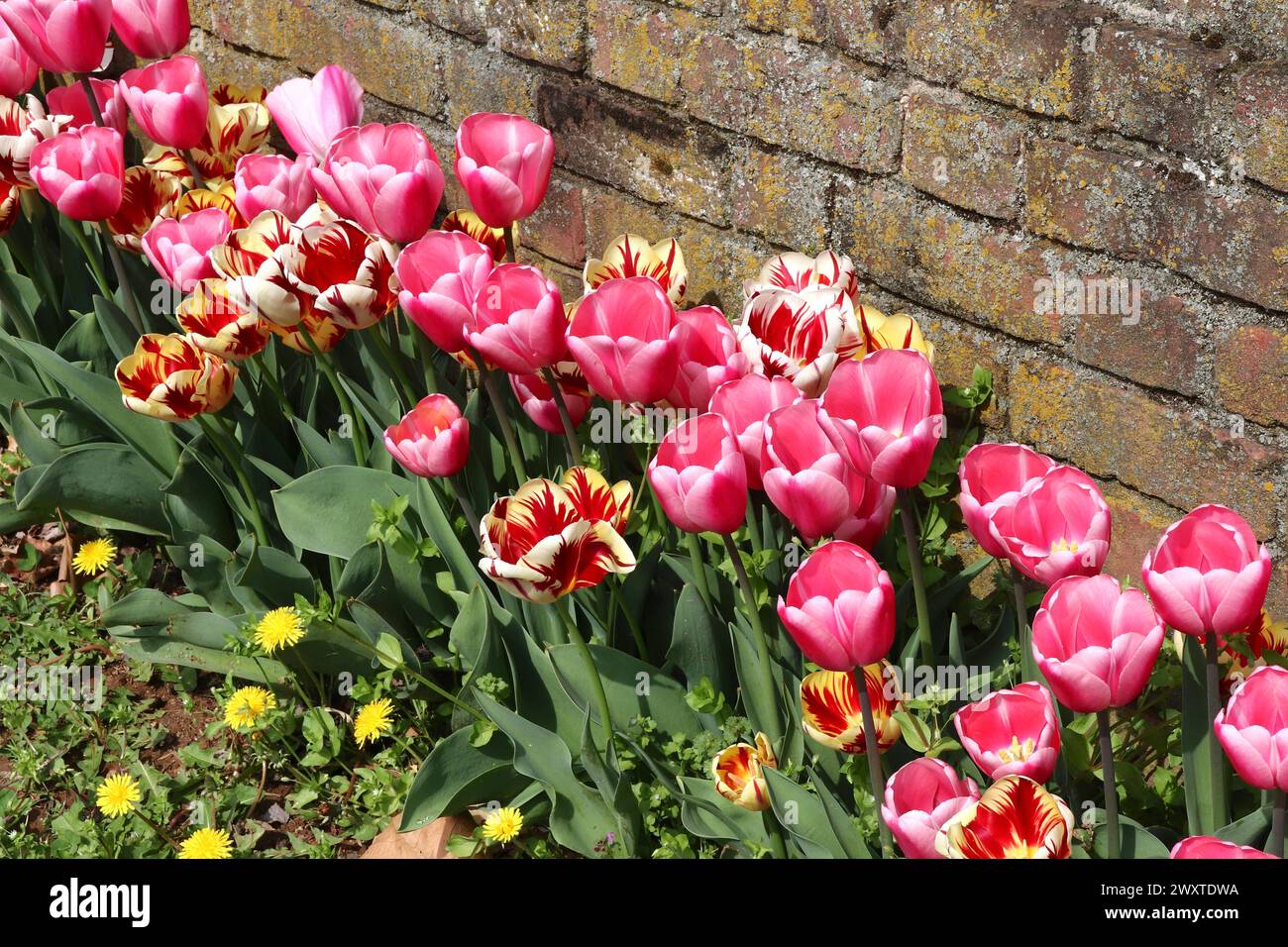 Auffällige Tulpen Gegen Antike Ziegelmauer Stockfoto