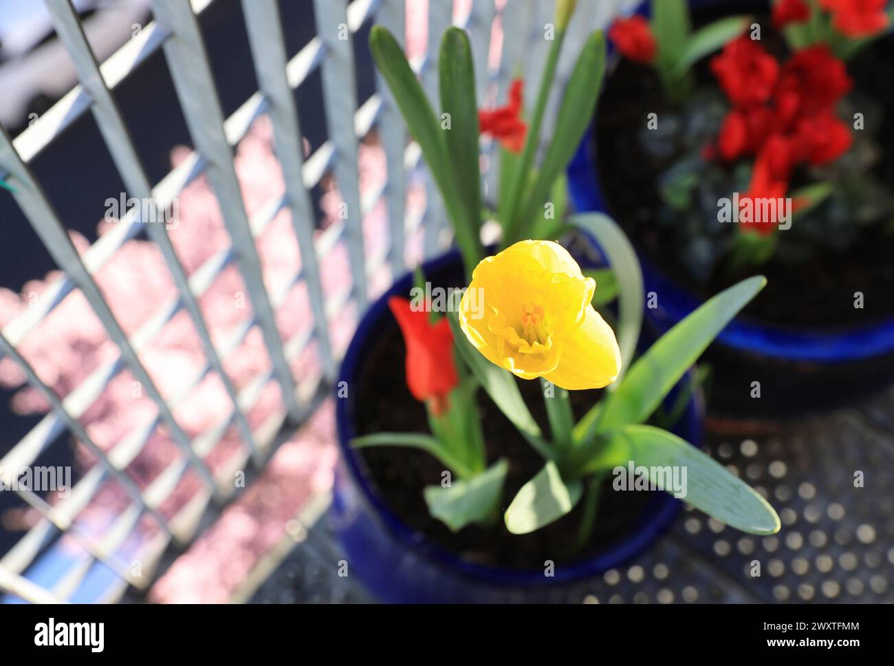 Frühlingszwiebeln auf einem Londoner Balkon, Großbritannien Stockfoto