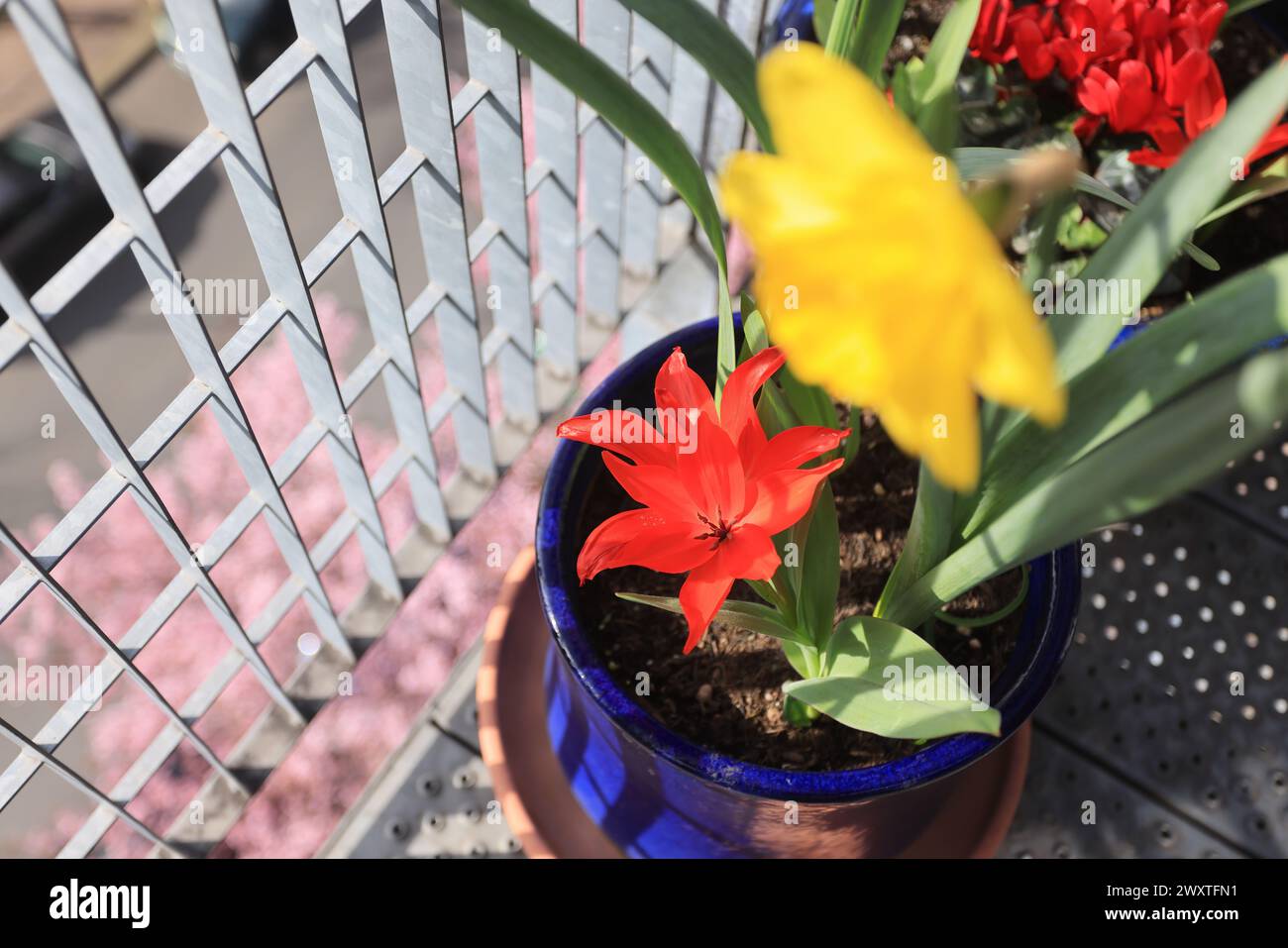 Frühlingszwiebeln auf einem Londoner Balkon, Großbritannien Stockfoto