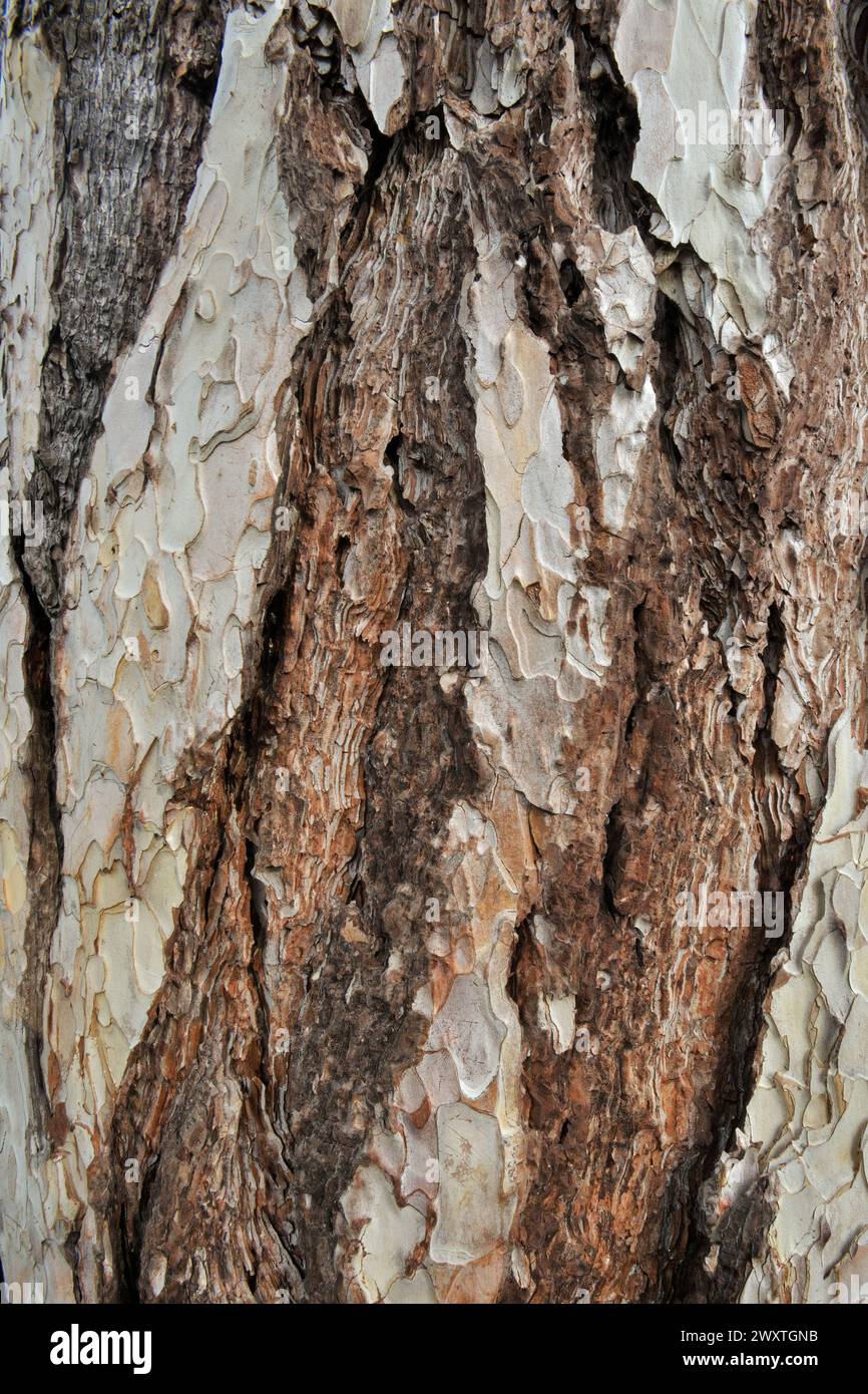 Kiefernrinde, Pinus sylvestris Textur, Nahaufnahme. Europäische Rotkiefer. Mit einer schuppigen Oberfläche. Alter Kofferraum. Natürlicher abstrakter Hintergrund. Piestany, Slowakei Stockfoto