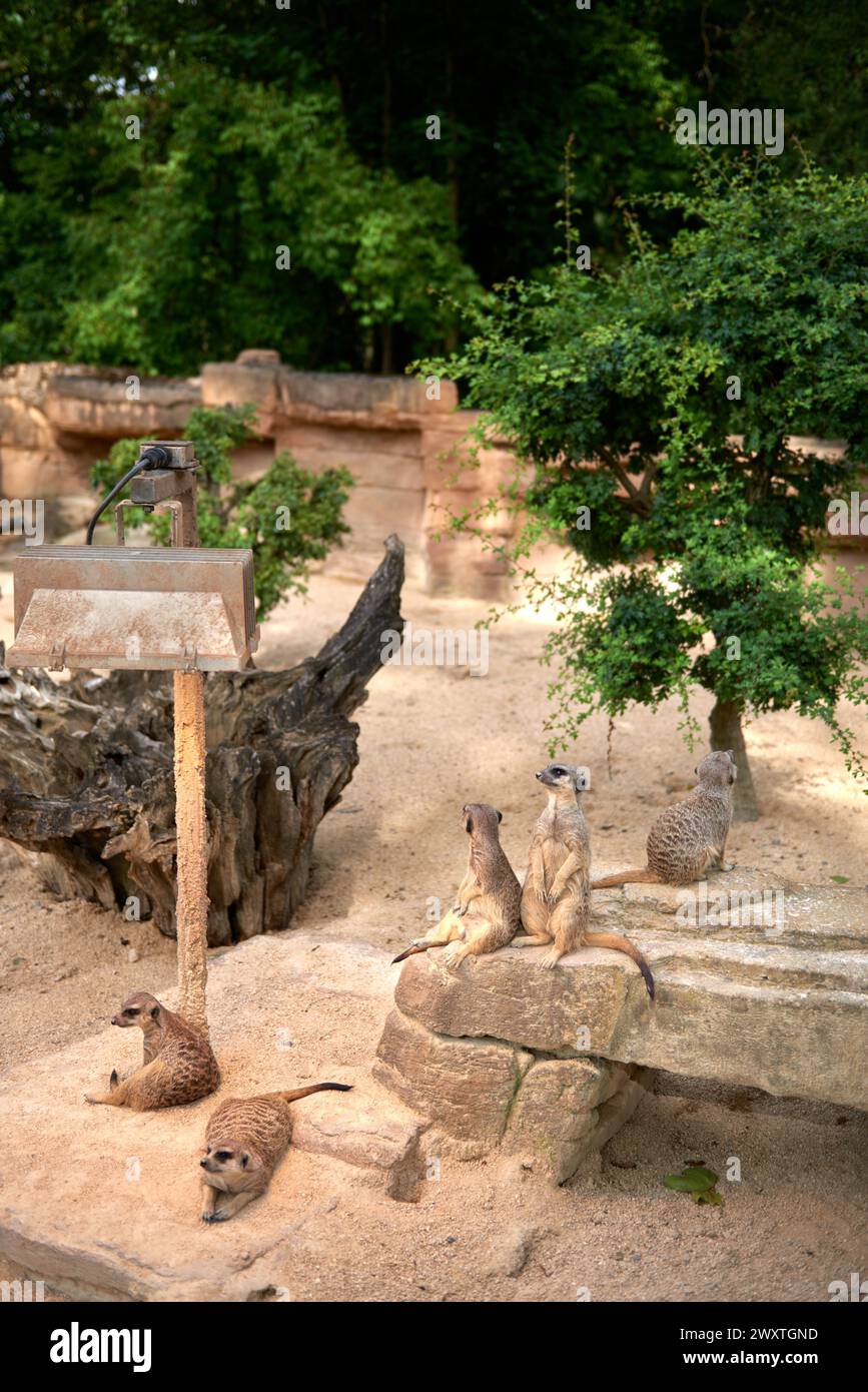 Erdmännchen-Oase im Herzen des Zoos. Bezaubernde Meerkats. Skurrile Momente in der Wildnis. Erkunden Sie die Savannenlandschaft. Verspielt Stockfoto