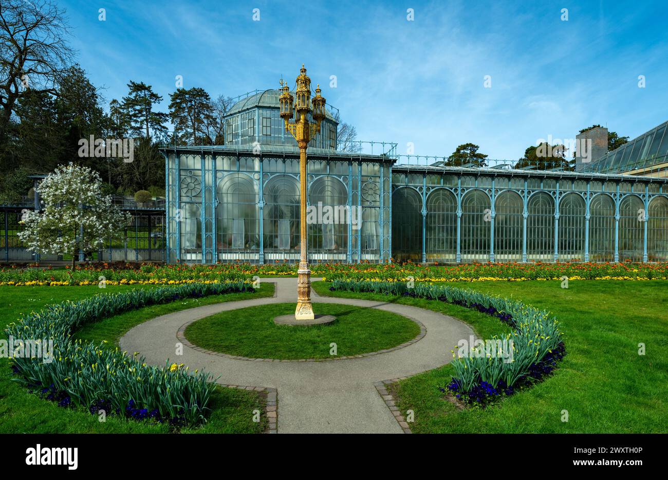 Die Magnolienblüten in Wilhelma Stuttgard. Baden Württemberg, Deutschland, Europa Stockfoto
