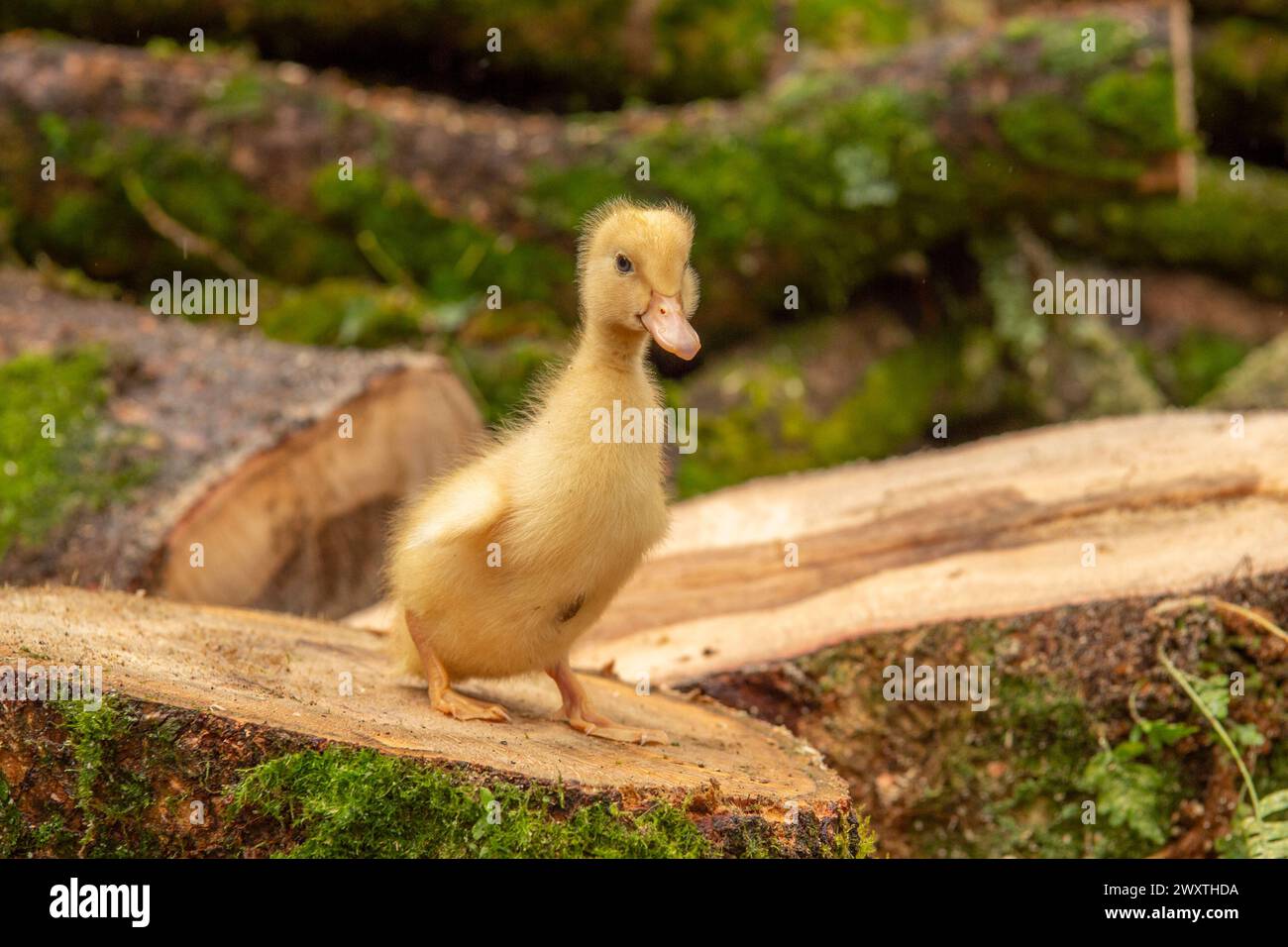 Baby-Entlein Stockfoto