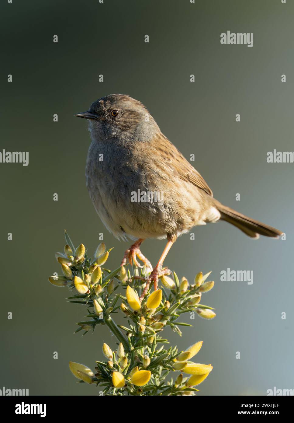 Ein Dunnock (Prunella modularis) auf einem Ginsterstrauch, Suffolk Stockfoto