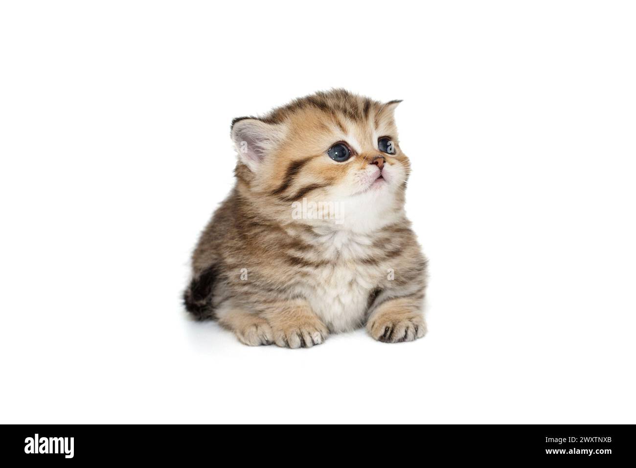 Kleines, gestreiftes schottisches Kätzchen liegt und schaut auf, isoliert auf weißem Hintergrund. Stockfoto