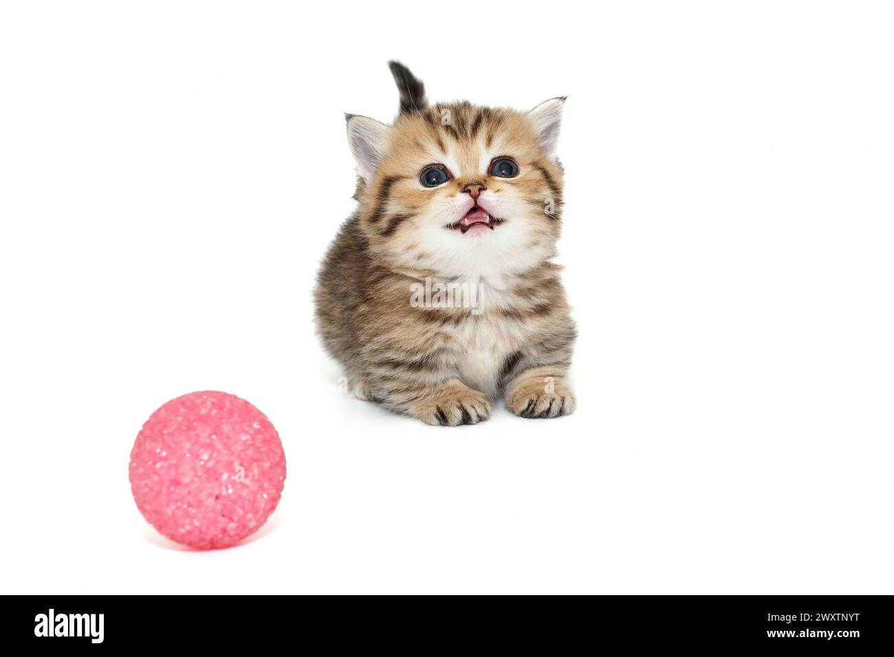 Ein kleines schottisches Kätzchen miaut laut neben einem Ball, isoliert auf weißem Hintergrund. Stockfoto
